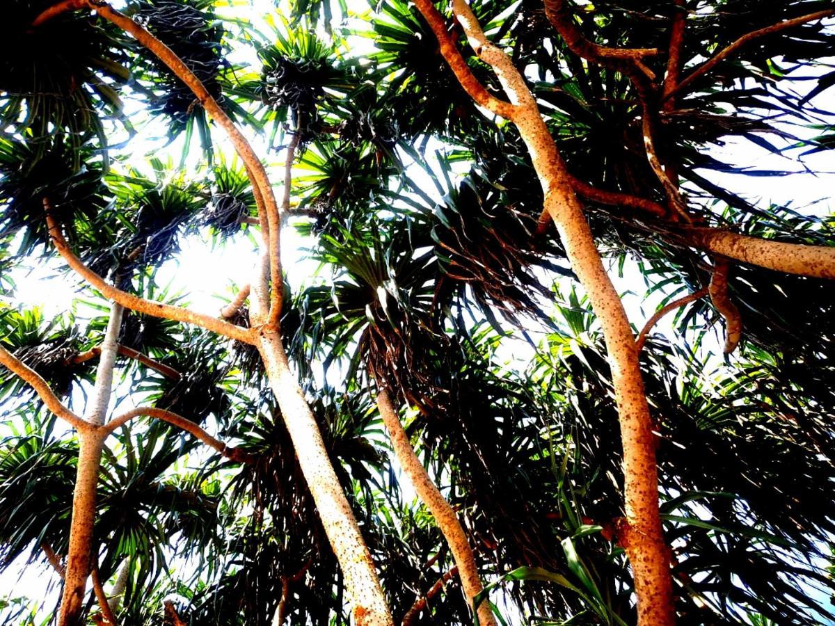 Mango Villa Hikkaduwa Extérieur photo